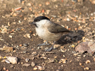 Willow Tit (Parus montanus) Mark Elvin